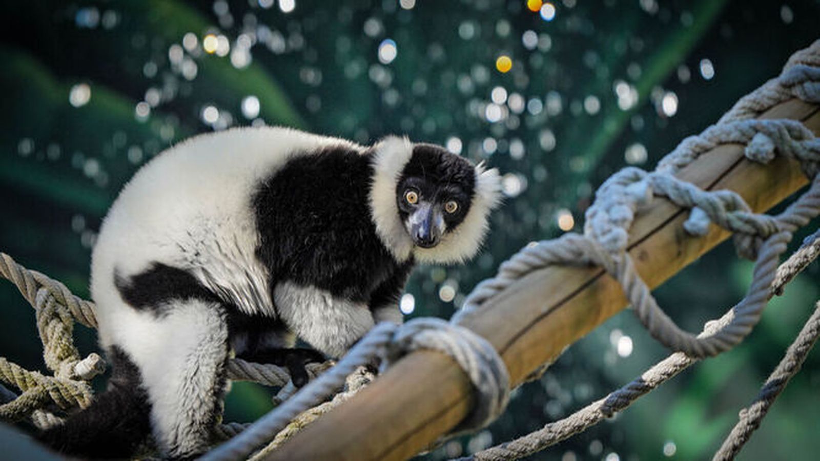 Entrada o abono al Zoo de Jerez