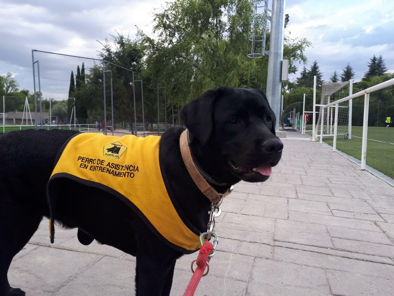 La perra 'Verso', con su chaleco de perro guía.