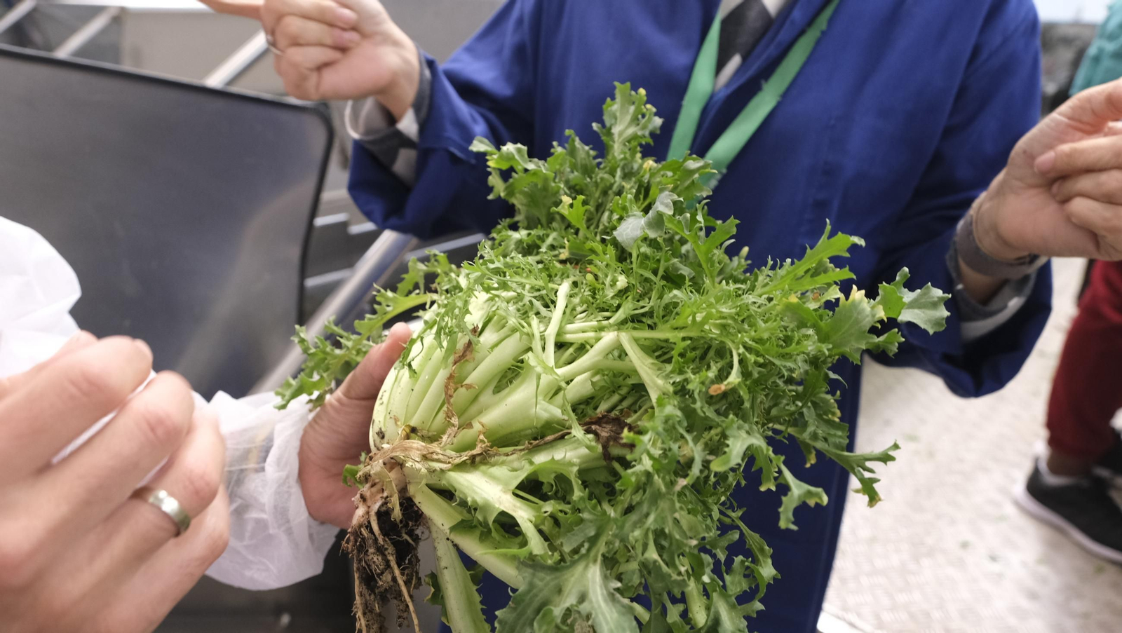 Desde Cuevas del Almanzora para el resto del mundo, las mejores escarolas con Cuadraspania, en imágenes