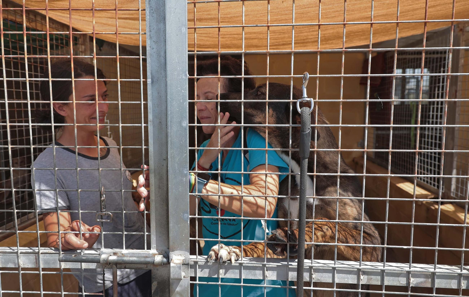 Imágenes de la protectora de animales del Campo de Gibraltar en Los Barrios