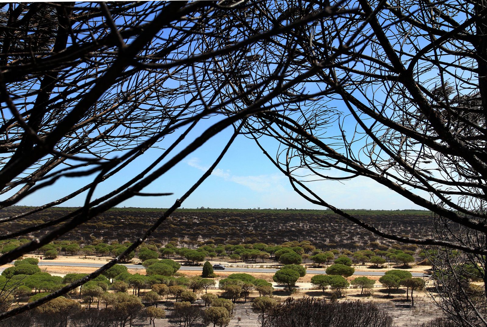 Imágenes de las consecuencias del incendio de Moguer
