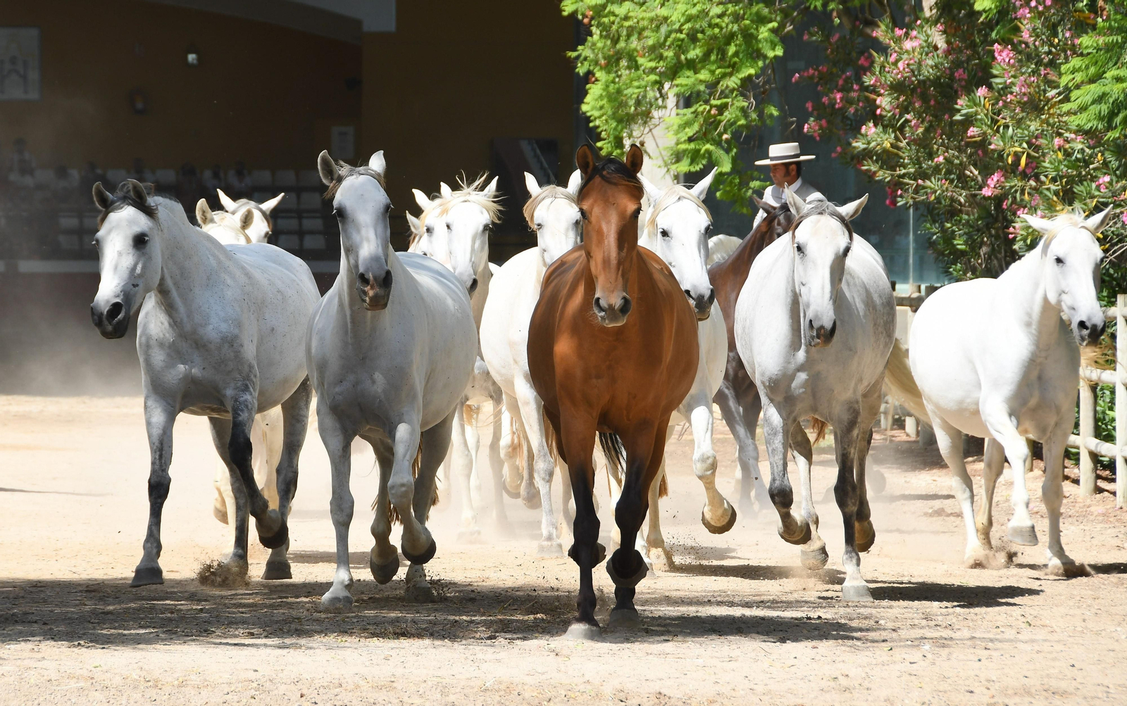 Esta entidad ofrece una oportunidad inmejorable para acercarse al mundo del caballo.