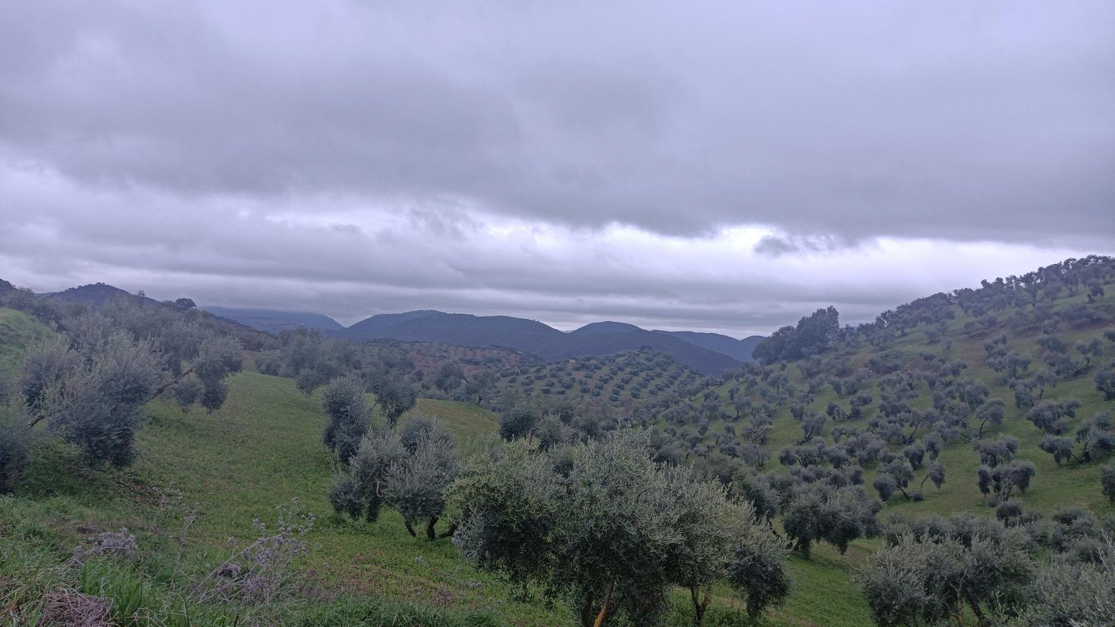La primera mitad de la etapa presenta un paisaje de dehesa.