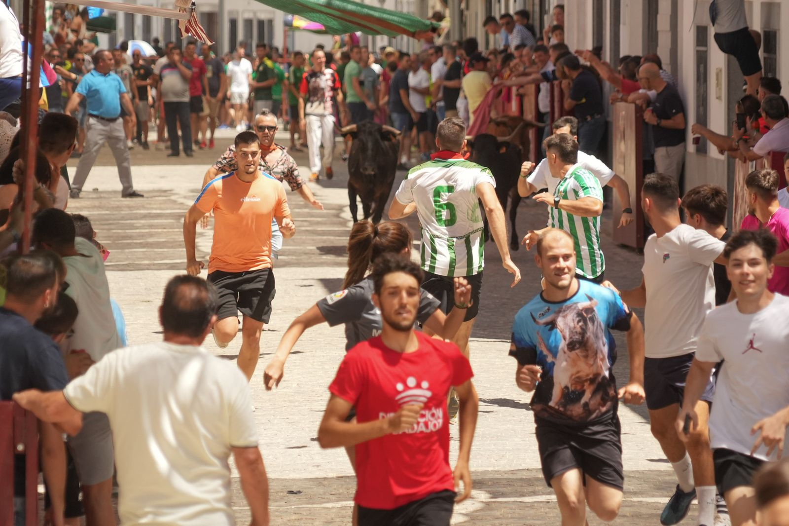 El encierro de vaquillas por Santa Ana El Viso, en imágenes