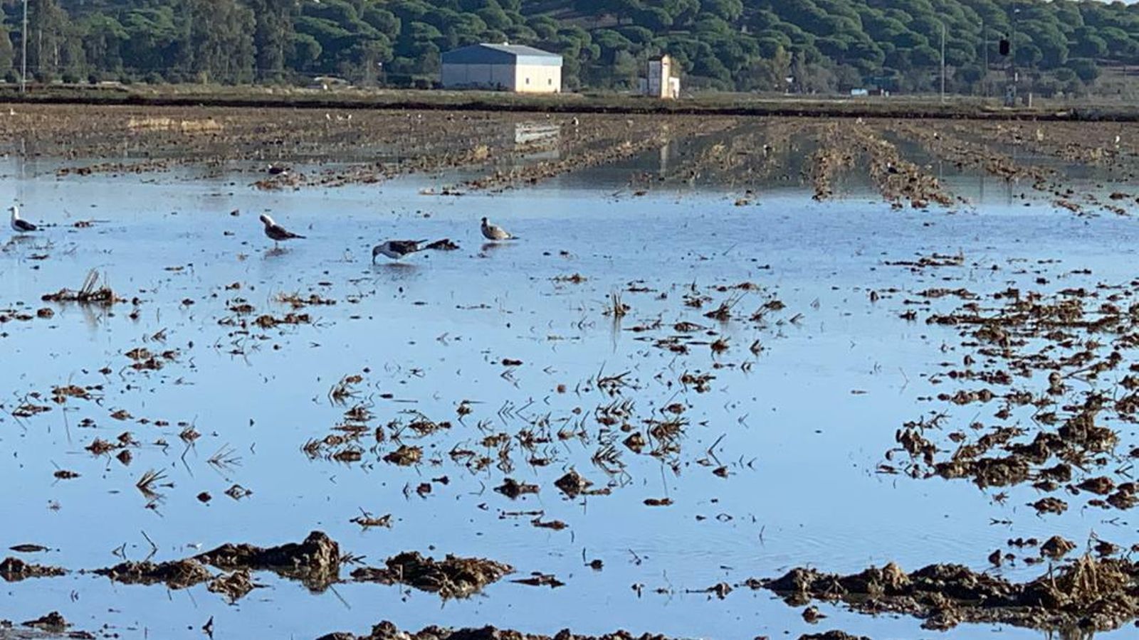Parcela fangueada en Isla Mayor.