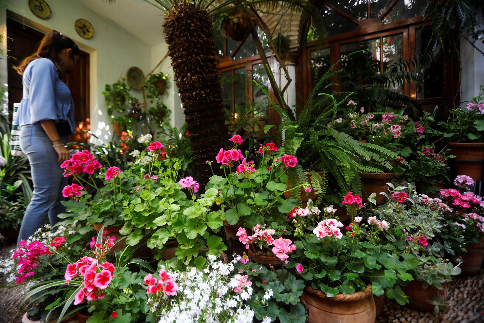 Los patios de Córdoba de la ruta Judería-San Francisco, en imágenes