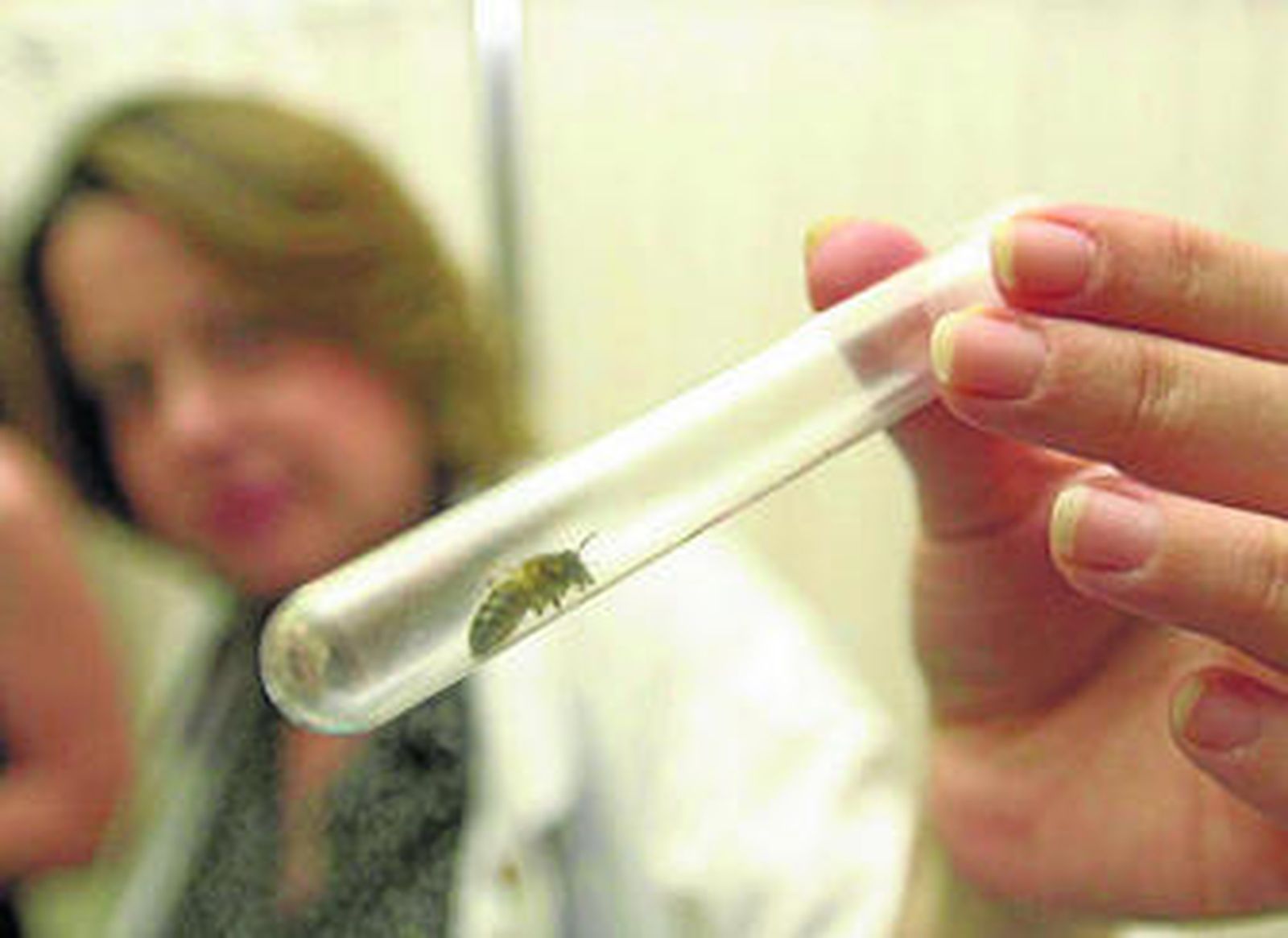 Consulta sobre alergia a avispas y abejas en un hospital.