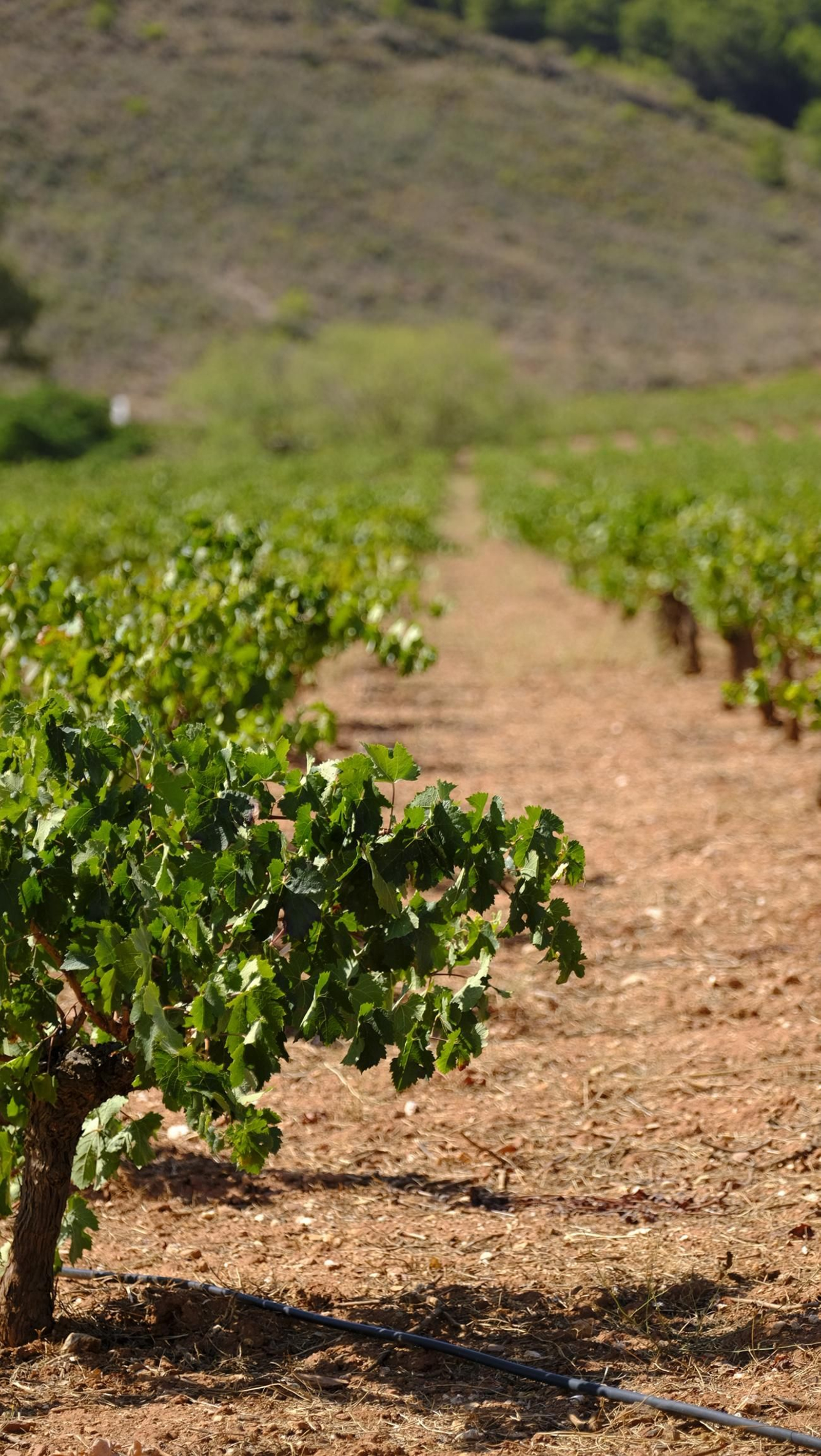La vendimia en la Bodega Cortijo del Cura de Laujar, en imágenes
