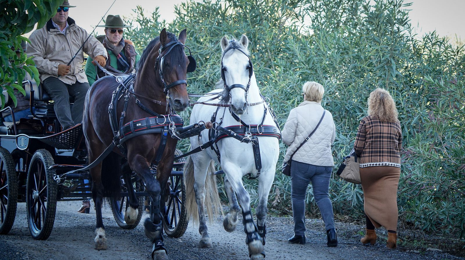 I Ruta de Carruajes Viñas de Jerez