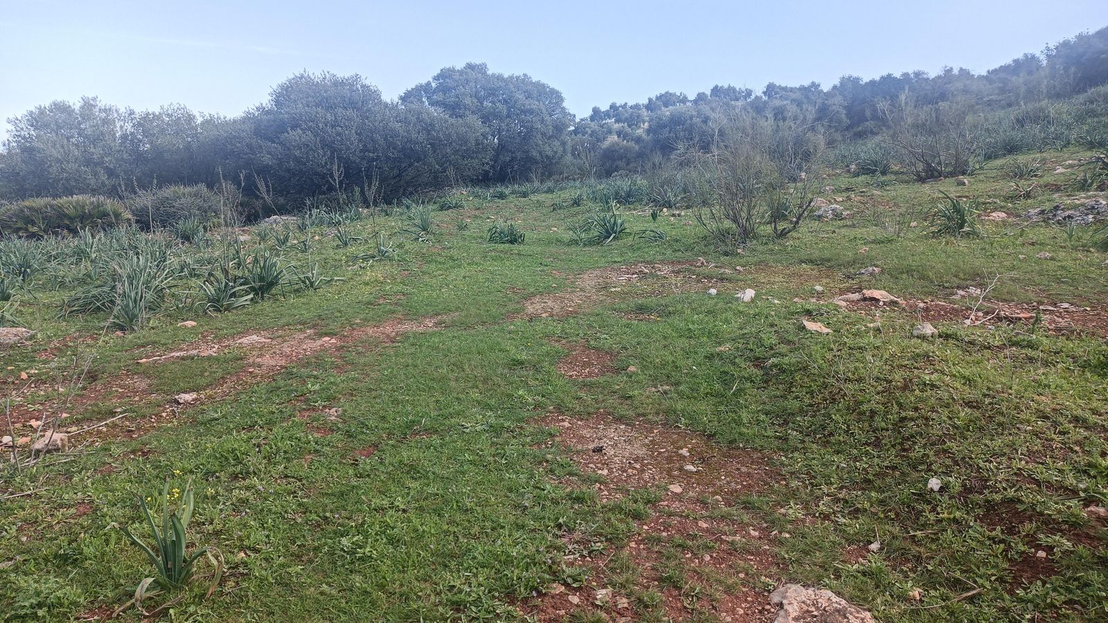 Hay un tramo sin el camino definido. Hay que recurrir al sentido de la orientación y a las marcas pintadas en piedras, postes y troncos.