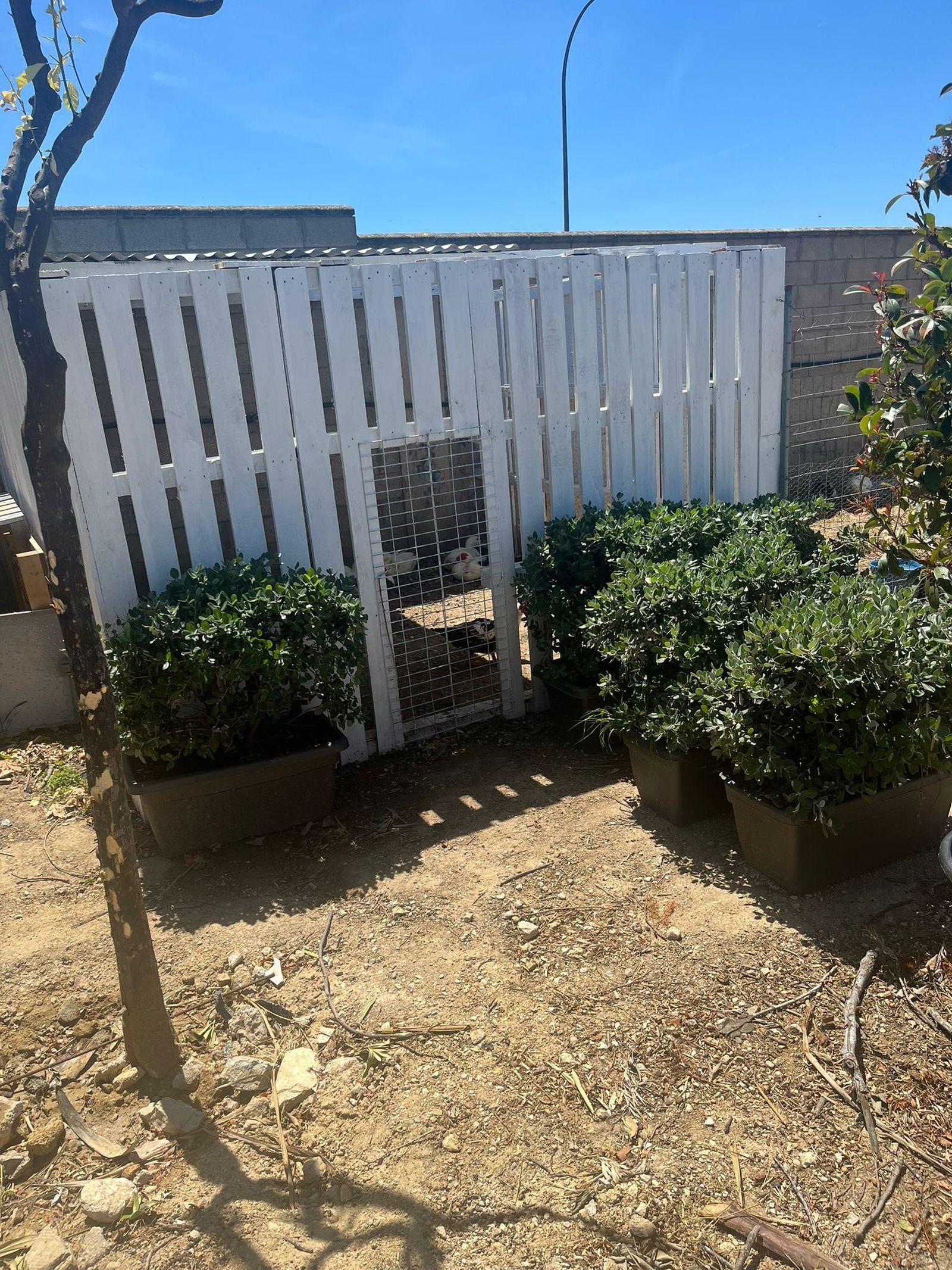 Recinto provisional para los patos tras su retirada del parque Almirante Laulhé.