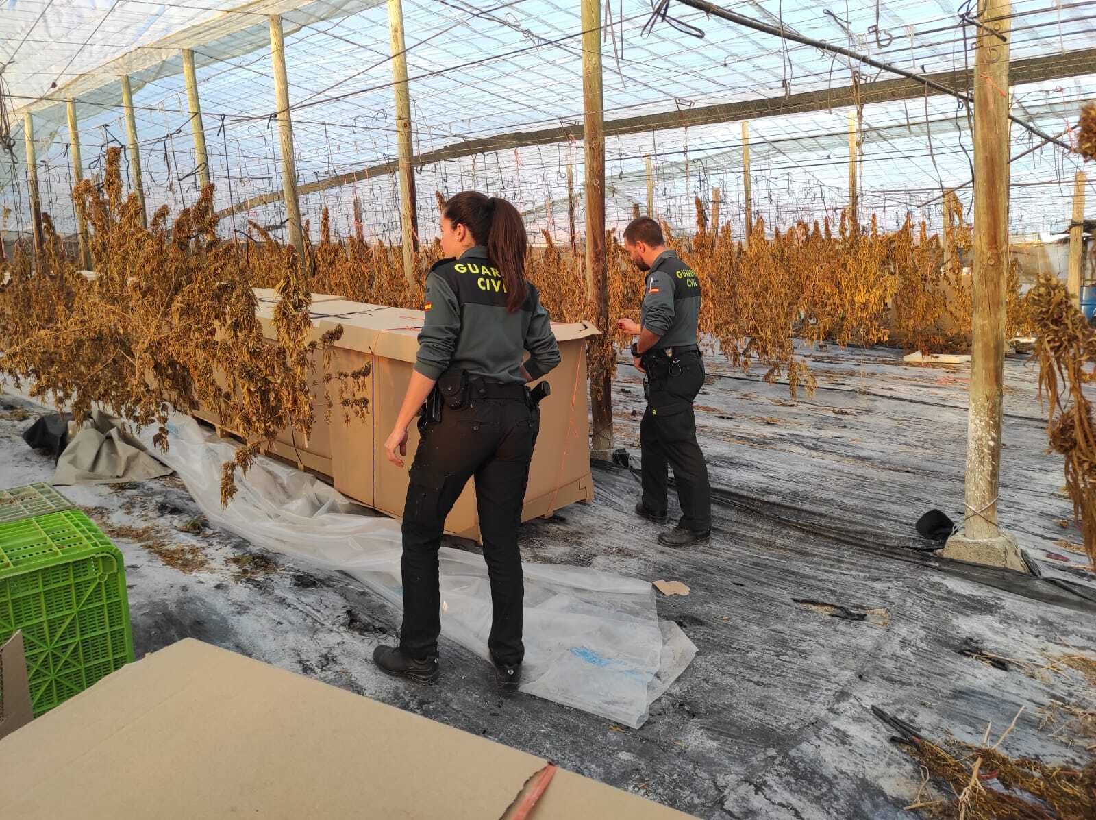Dos agentes de la Guardia Civil en la plantación de cáñamo intervenida en Albuñol.