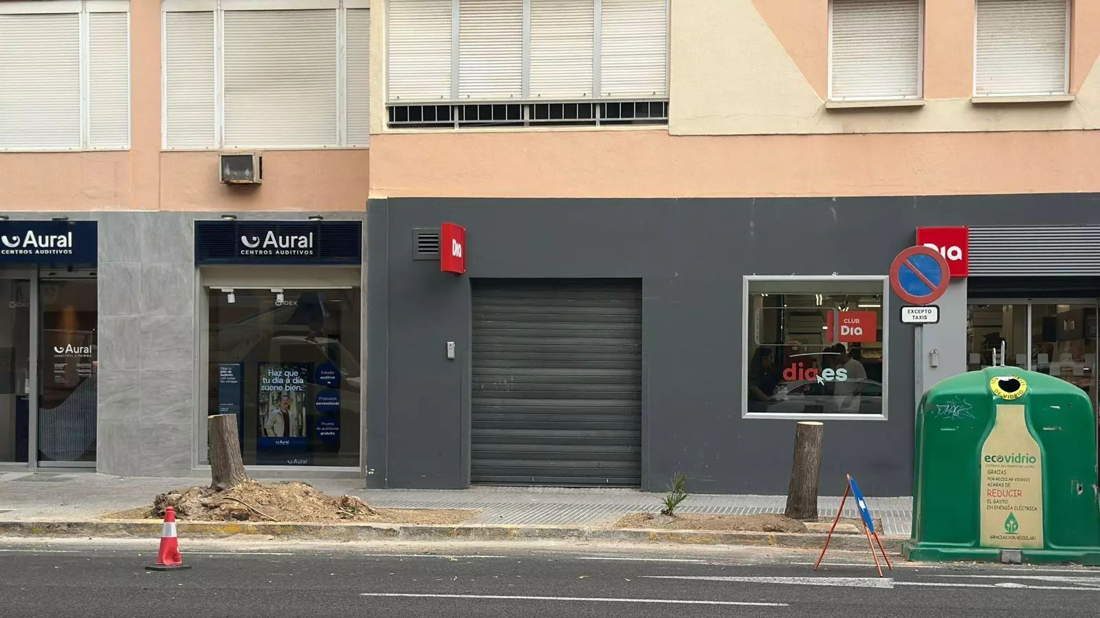 Dos de los tocones de los tres árboles talados ayer en la avenida principal de la ciudad