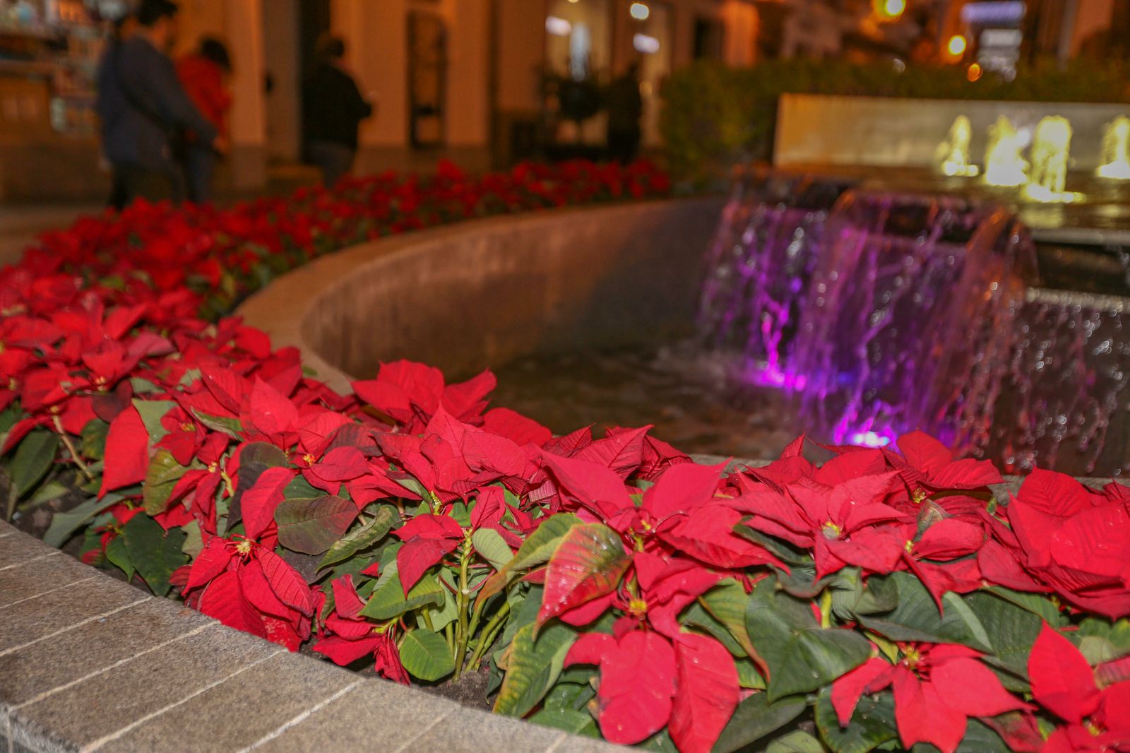Imagen de flores de Pascua en la fuente frente al Ayuntamiento.