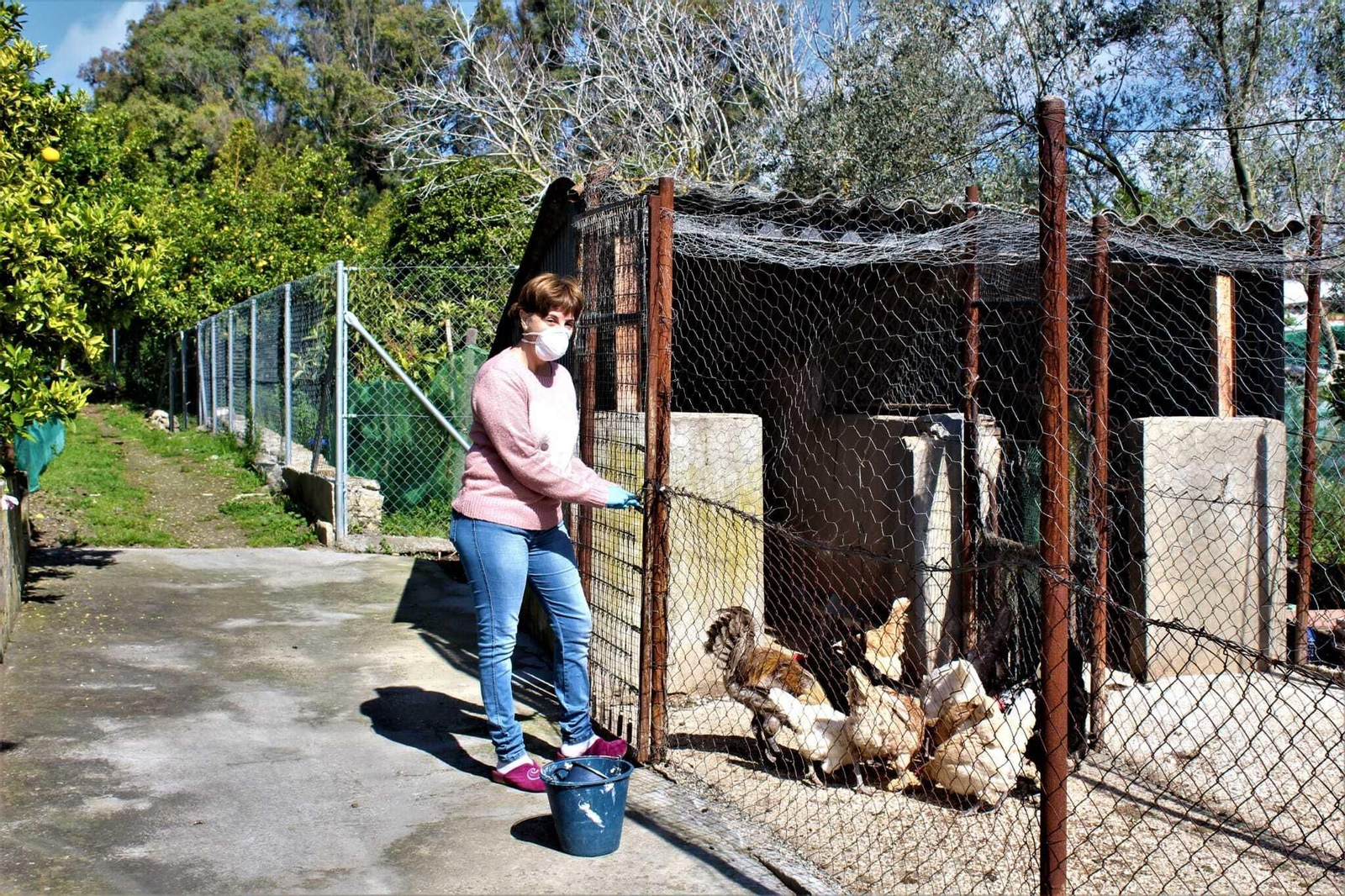 María Oliva Varo de dispone a darle de comer a sus gallinas provista de su mascarilla y sus guantes.