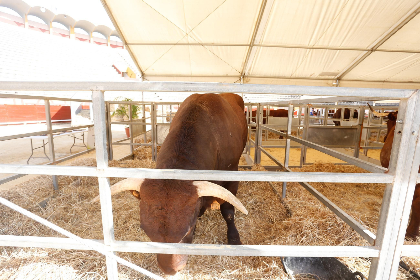 Fotos de la 147 feria del ganado en Algeciras