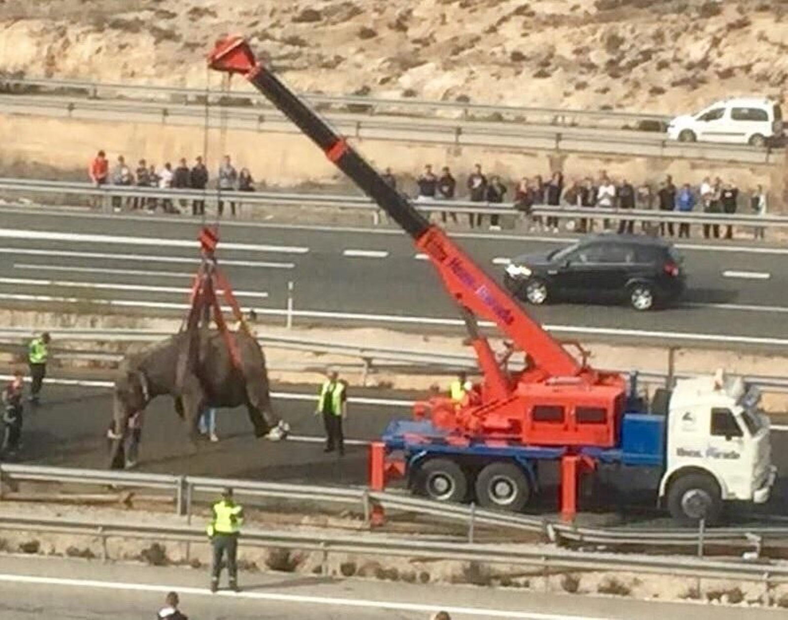 Varios elefantes cortan la A-30 tras un accidente del camión que los transportaba.
