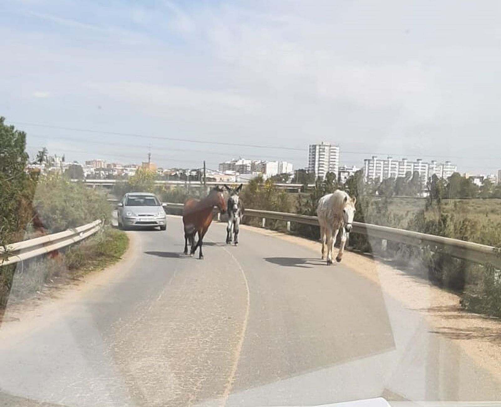 La presencia de animales en la vía es un peligro añadido.
