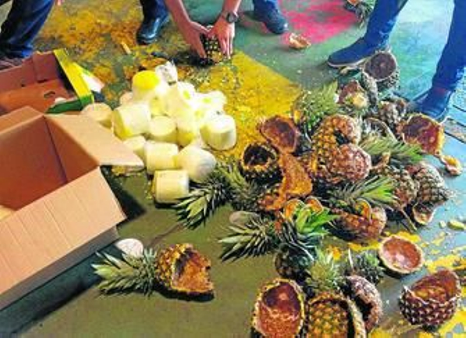 Los agentes examinan las piñas rellenas de droga.