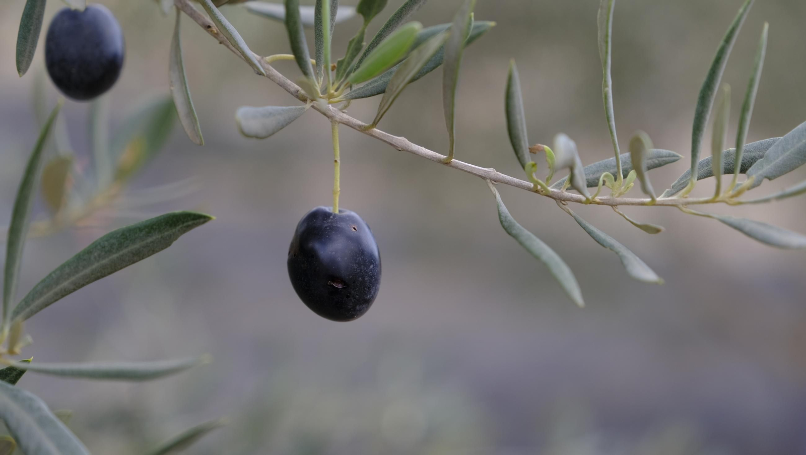 Época de recogida de aceitunas, en imágenes
