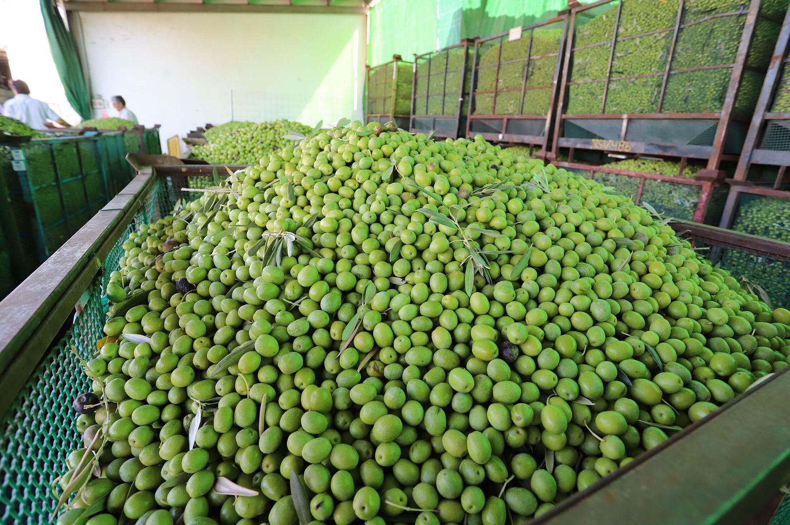 Recepción de aceituna en una almazara.
