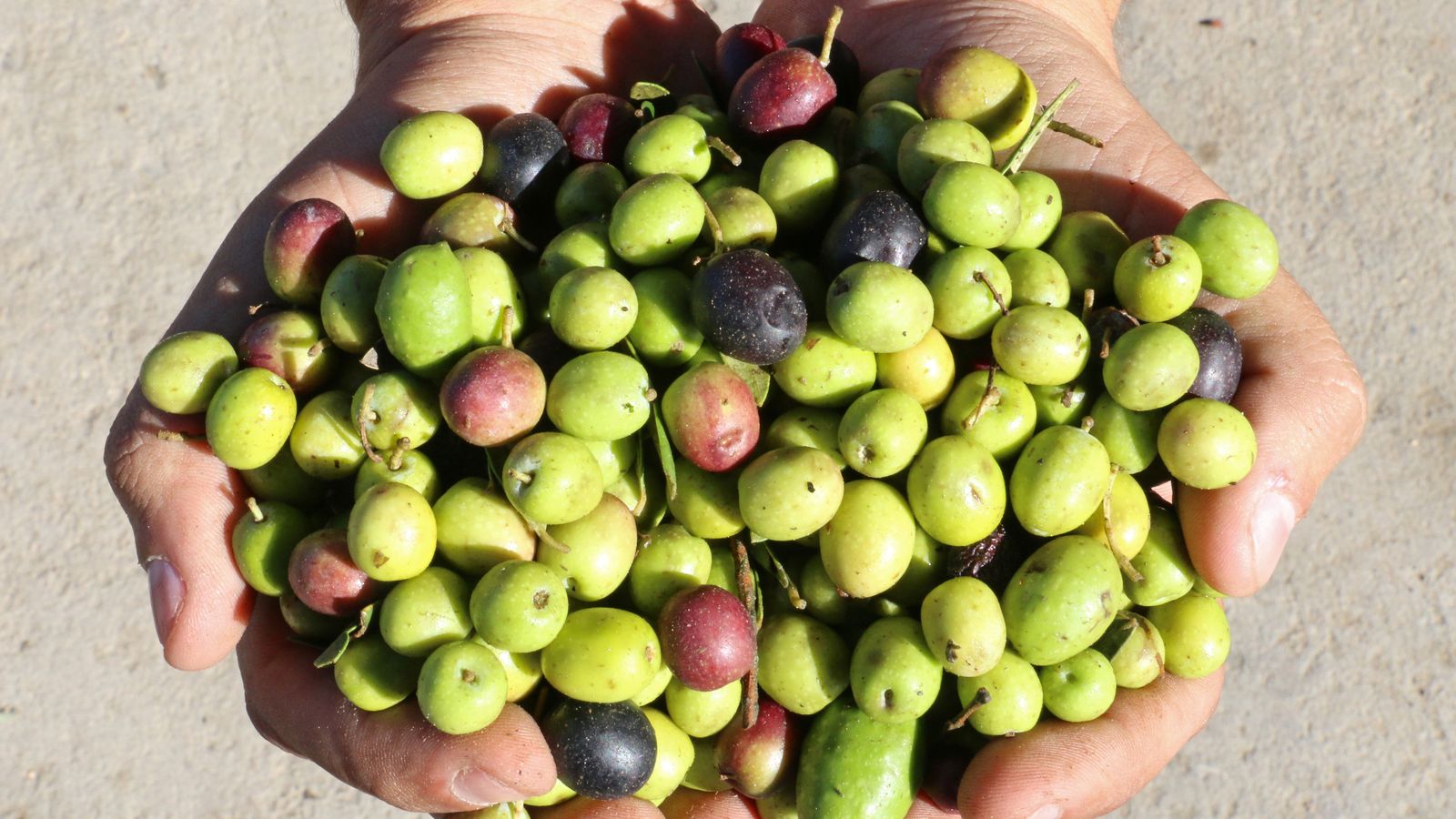 El aceite Oleodiel se realiza con las mejores aceitunas.