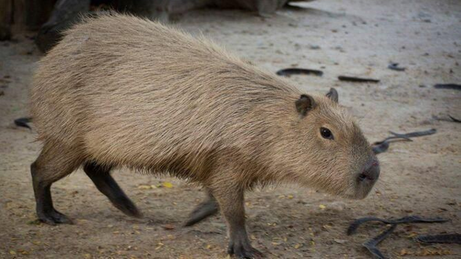 El roedor más grande del mundo