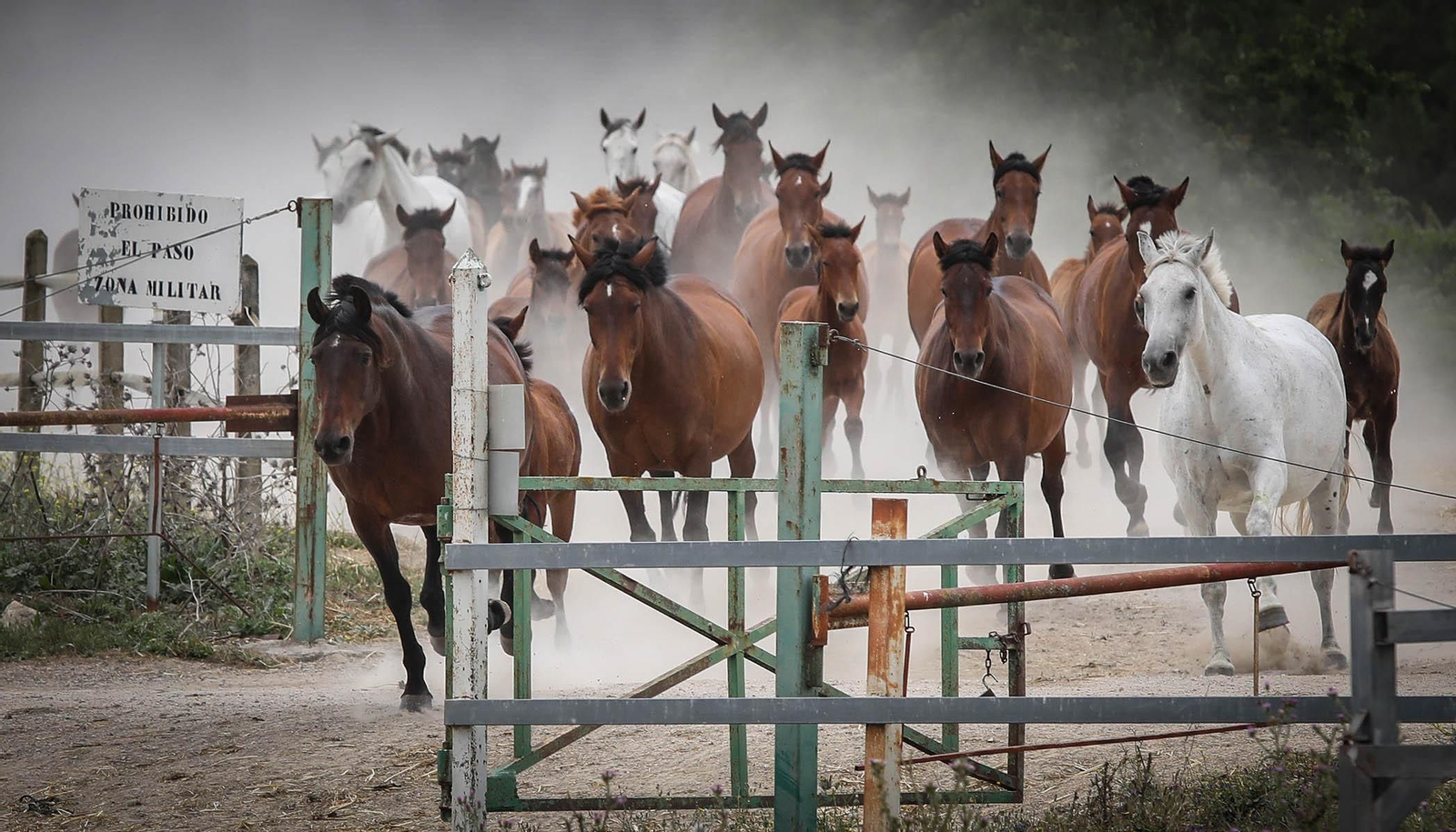 La reserva genética del pura raza