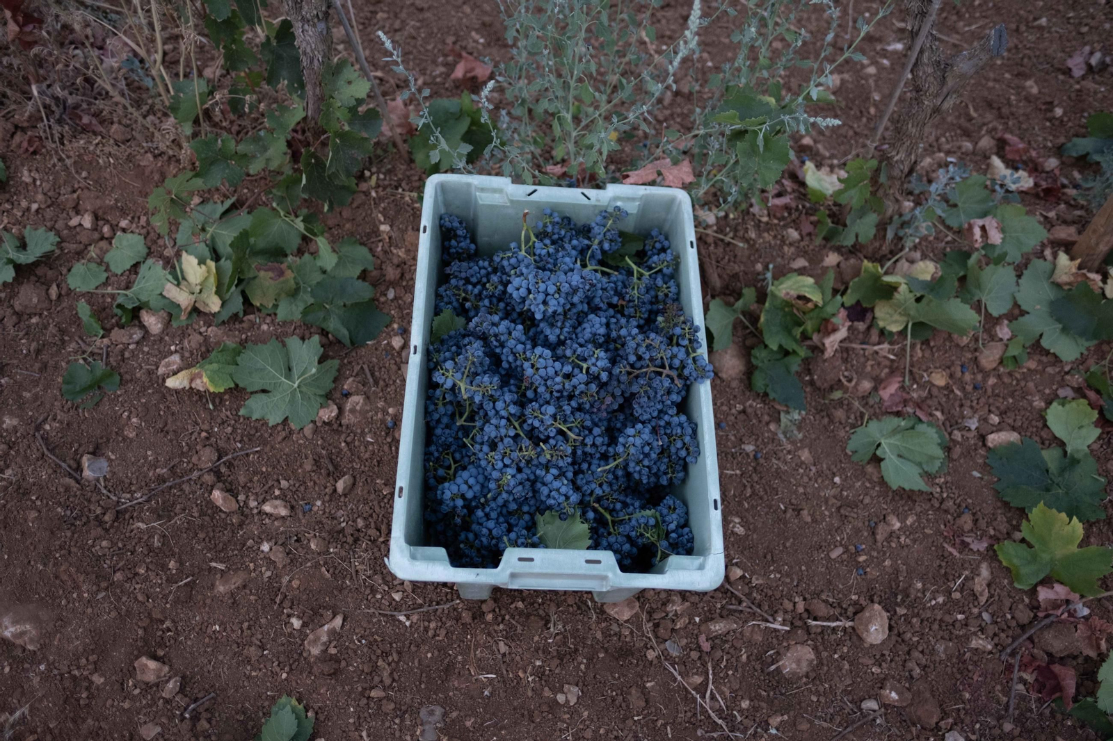 La vendimia de la Serranía, en imágenes