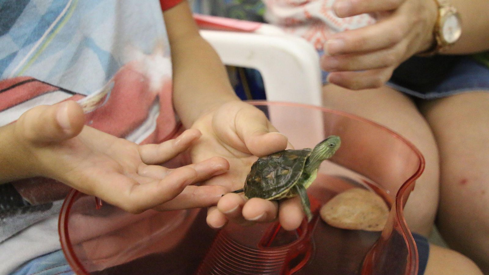 Las tortugas son una especie con una gran esperanza de vida. Las tortugas son una especie con una gran esperanza de vida.