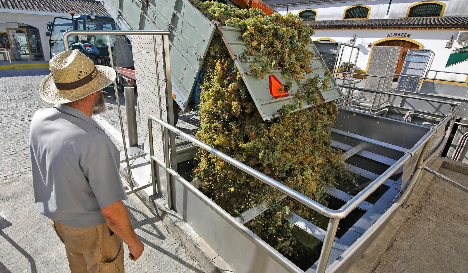 Recepción de uva en el lagar de la cooperativa de las Angustias durante la vendimia de este año.