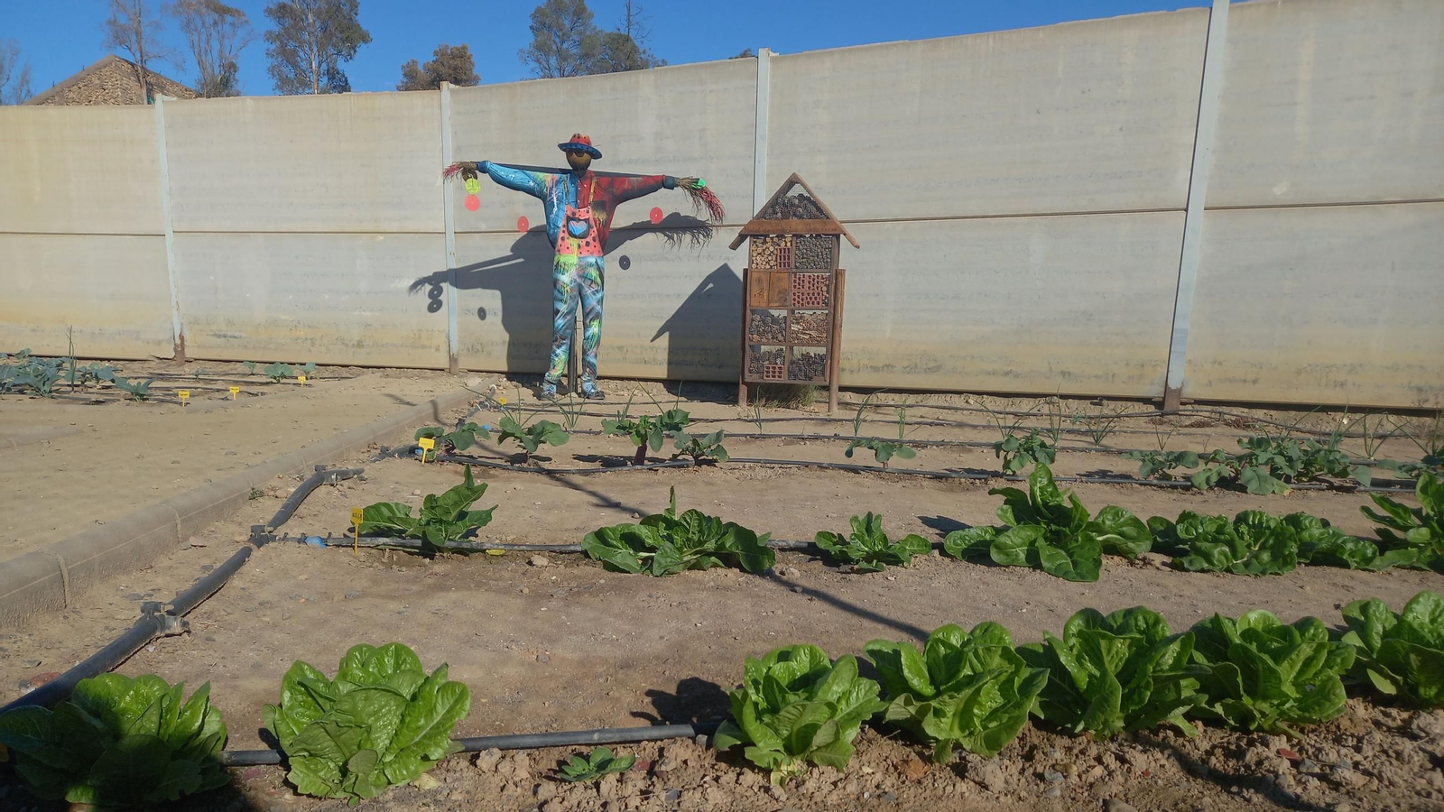 El espantapájaros 'Don Antonio' vigila el huerto.