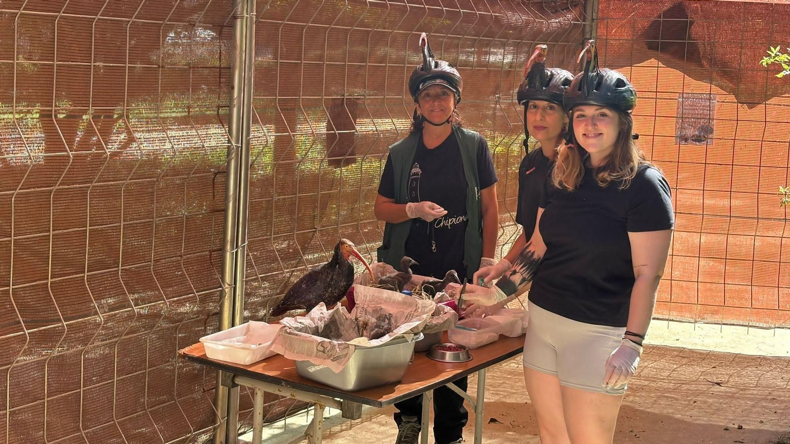 Voluntarios de la Sociedad Gaditana de Historia Natural con los pollos de ibis eremita.