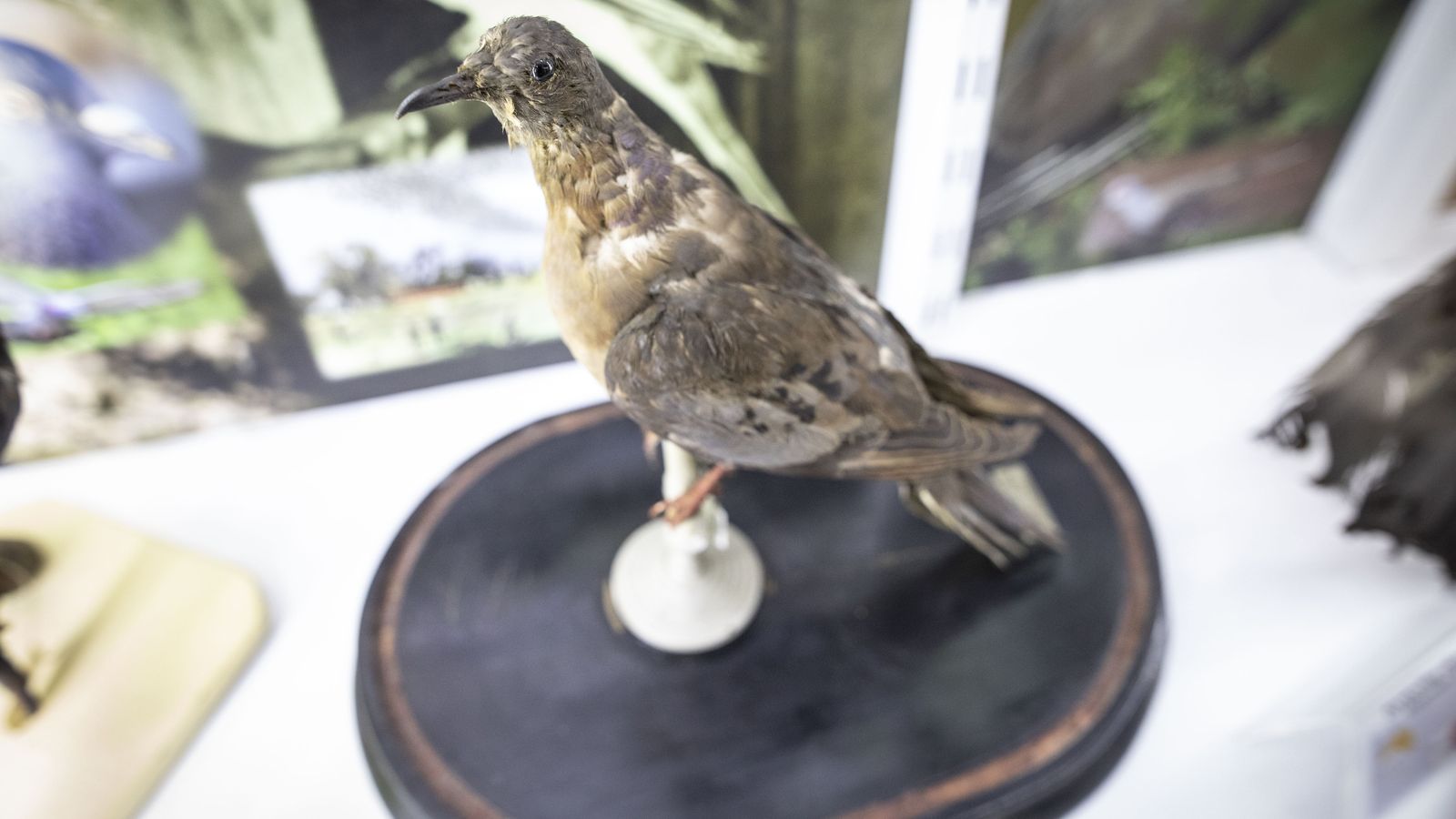 Paloma migratoria, ya extinta, que se conserva en la UGR. Son muy escasos los ejemplares que se conservan.