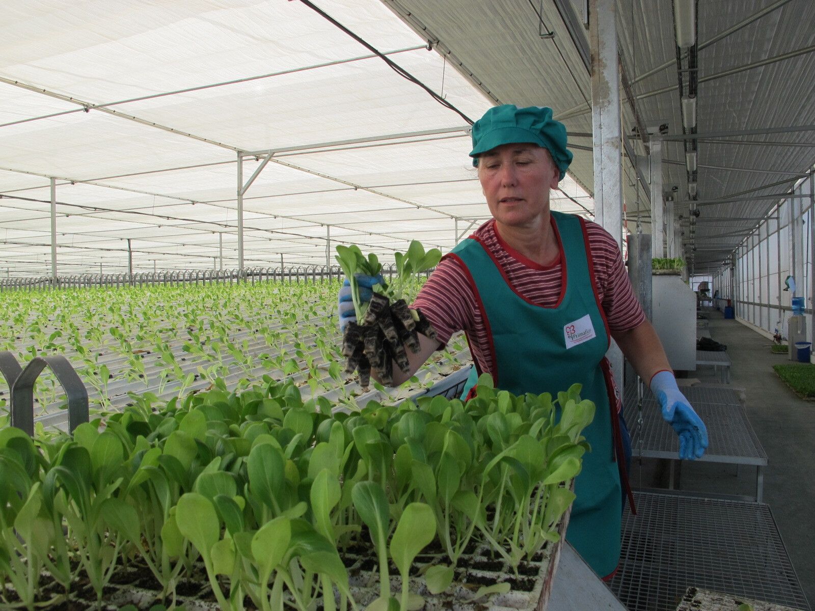Instalaciones de Primaflor en Pulpí que dan trabajo a 2.500 personas.