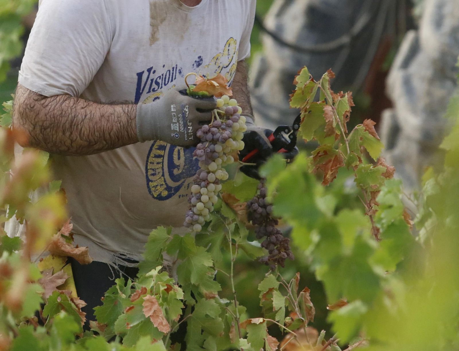La vendimia en Montilla-Moriles, en fotografías