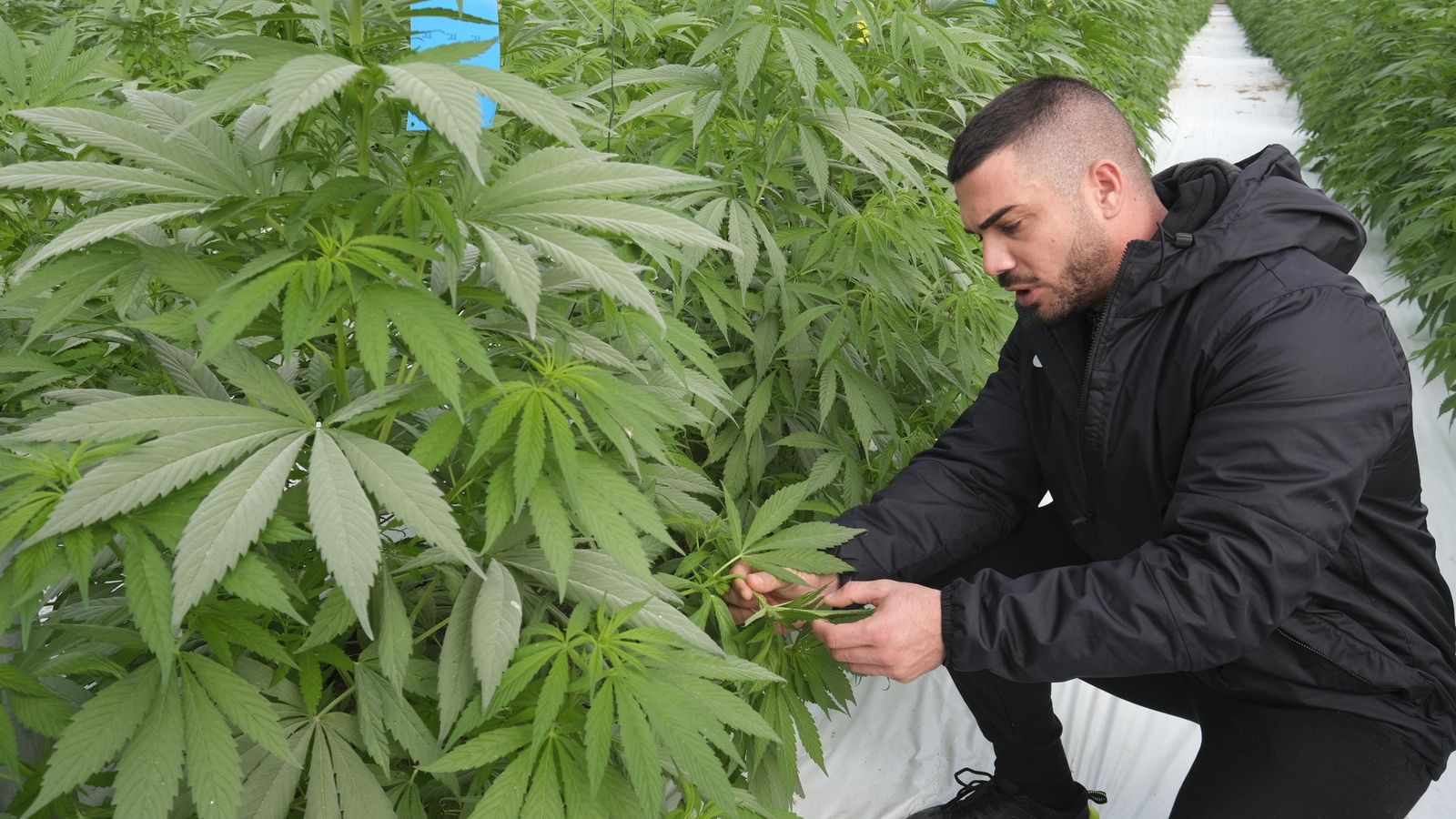 Víctor verifica el estado de las hojas de una planta de cáñamo.
