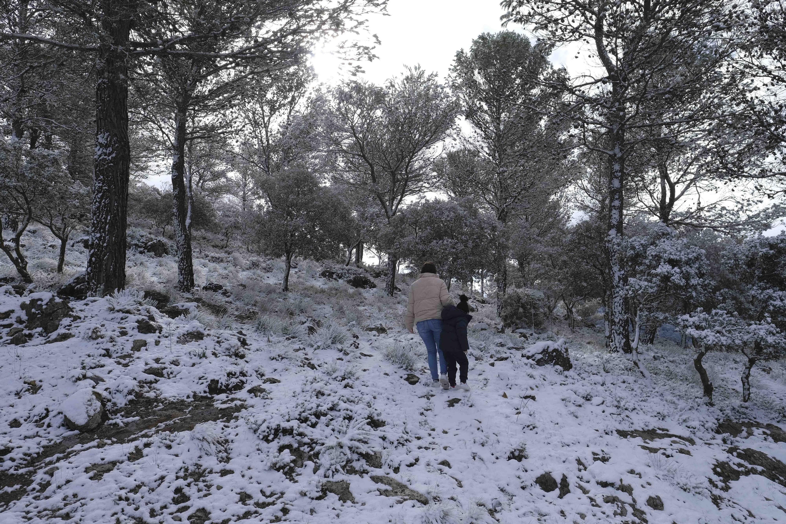 Nevada en la Serranía de Ronda, en fotos.