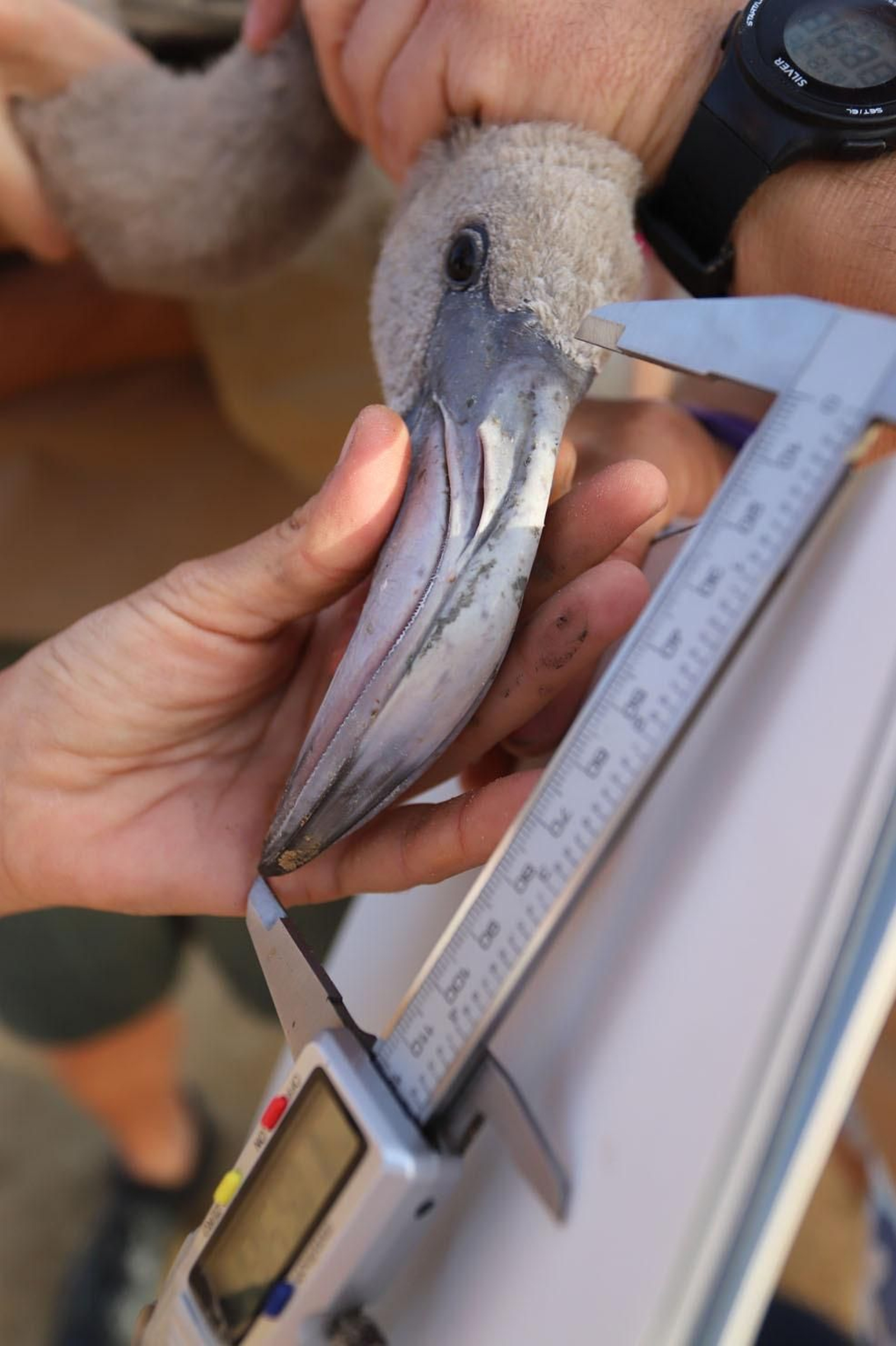 Imágenes del anillamiento de Flamencos en Marismas del Odiel