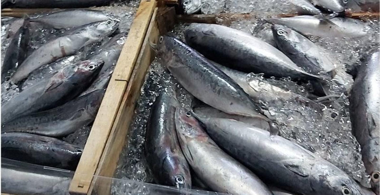 Melvas recién pescadas.