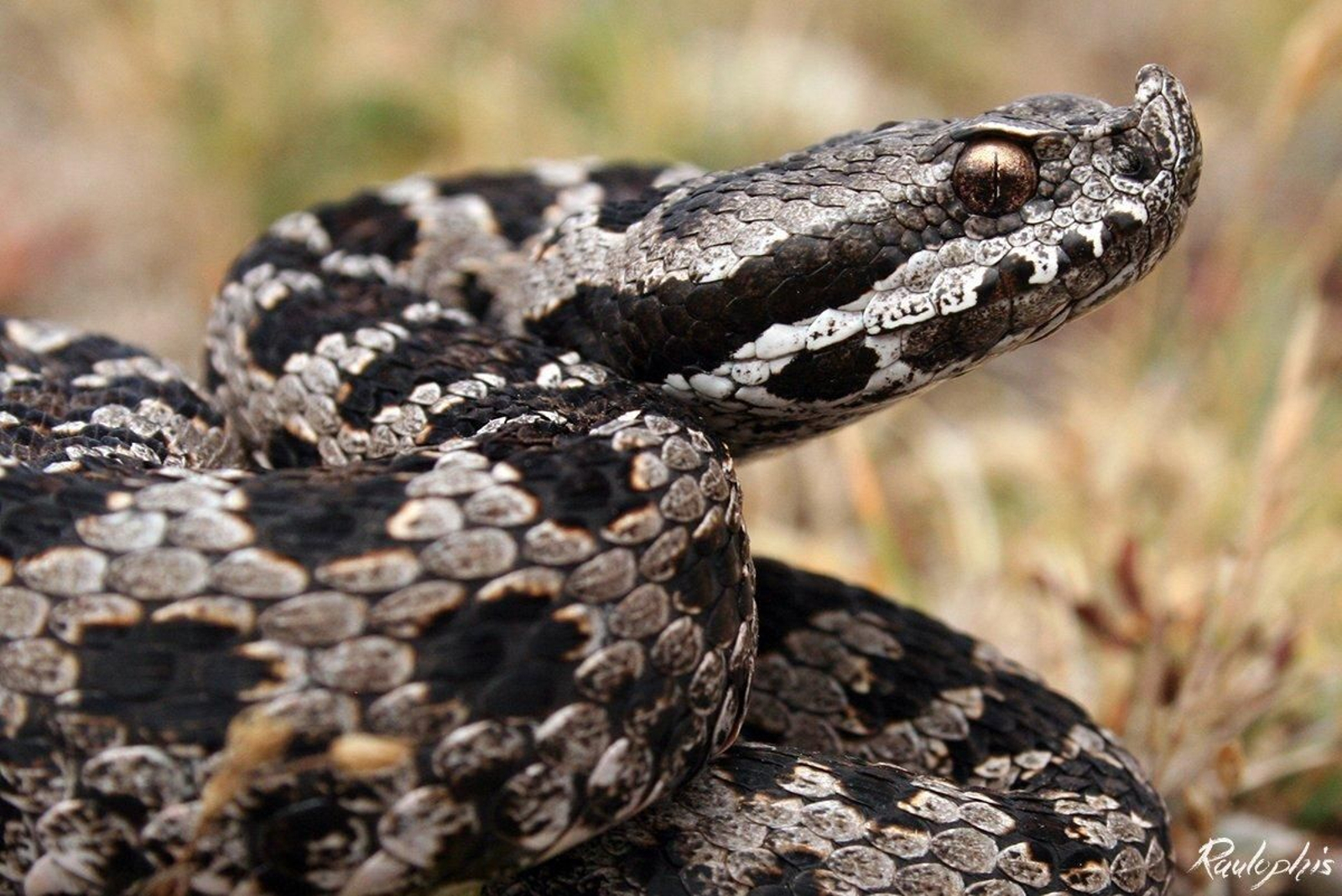 En España hay 11 tipos de serpientes, 3 de ellas víboras