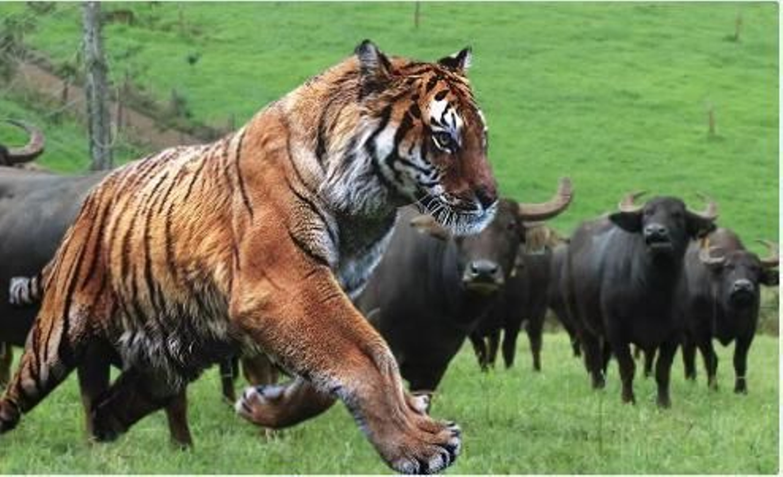 Capturan en vídeo la inusual imagen de tres tigres devorando un búfalo en Tailandia