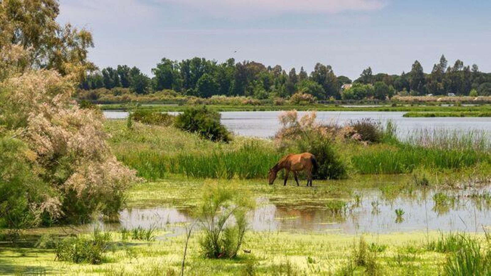 Parque Nacional de Doñana.