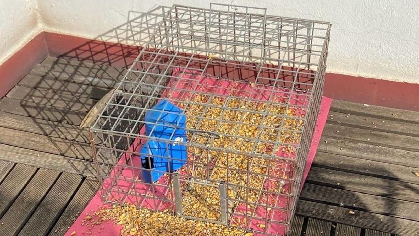 Jaula con comida para las palomas. Jaula con comida para las palomas.