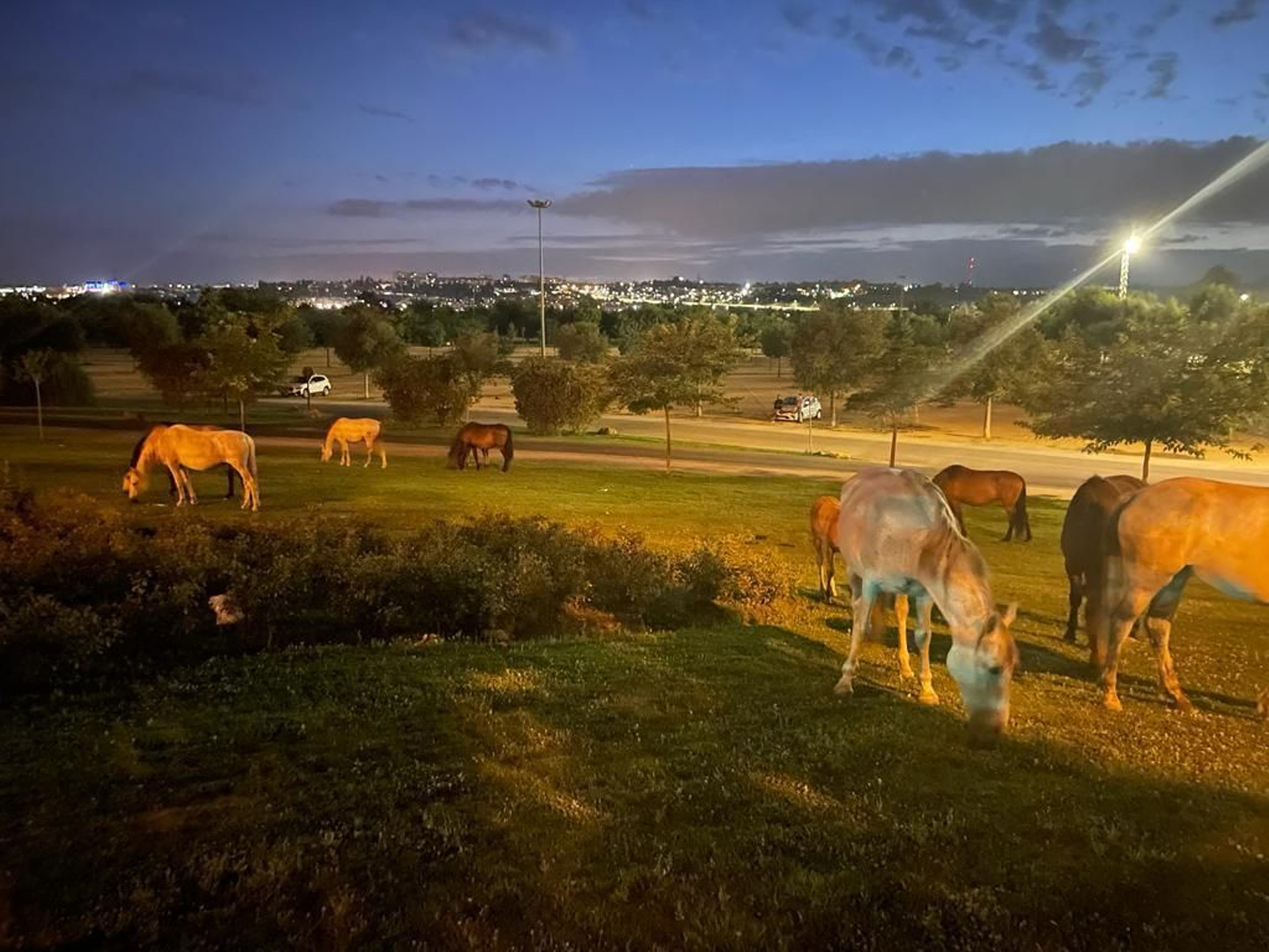 Caballos sueltos en el parque Vega de Triana de Sevilla