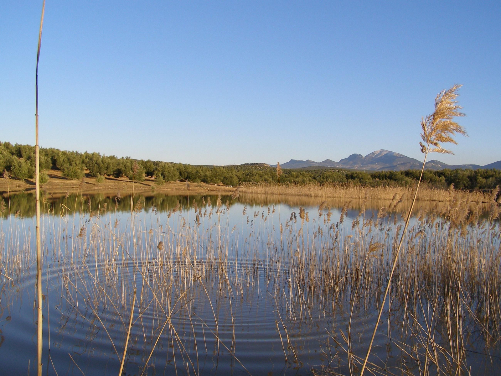 Un refugio para la flora y fauna: descubre los parajes acuáticos de Jaén en el Día Mundial de los Humedales
