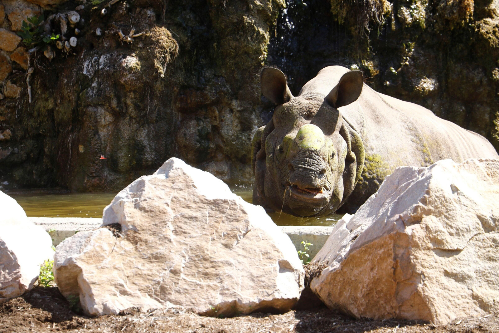Así es Manas, el rinoceronte indio del Zoo de Córdoba