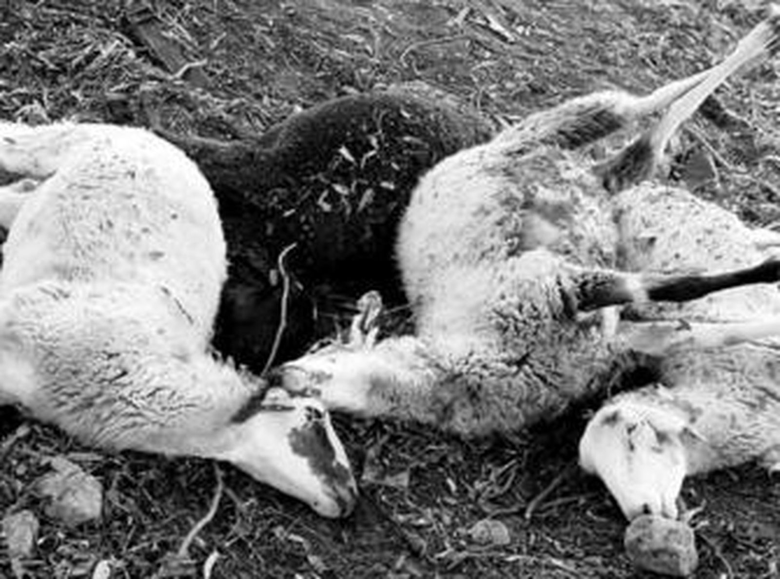 En la mañana de ayer se hallaron más ovejas muertas en Arcos.