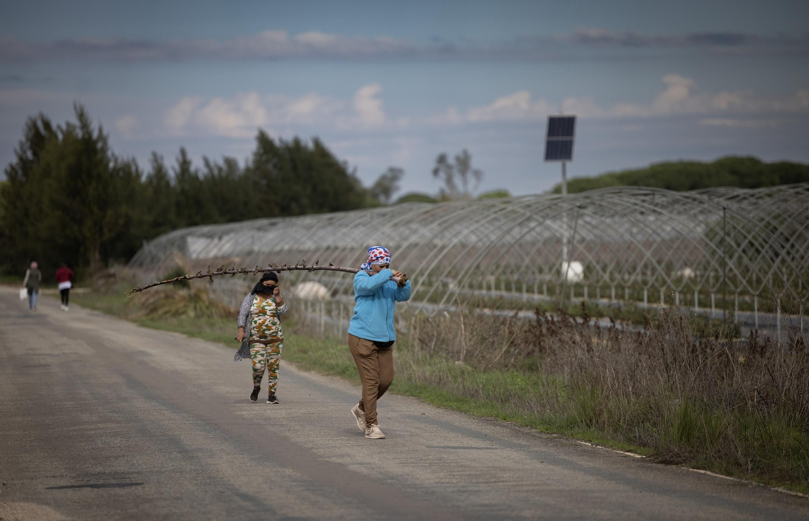 Las fotos de los cultivos en Doñana después del acuerdo sobre la regulación de regadios