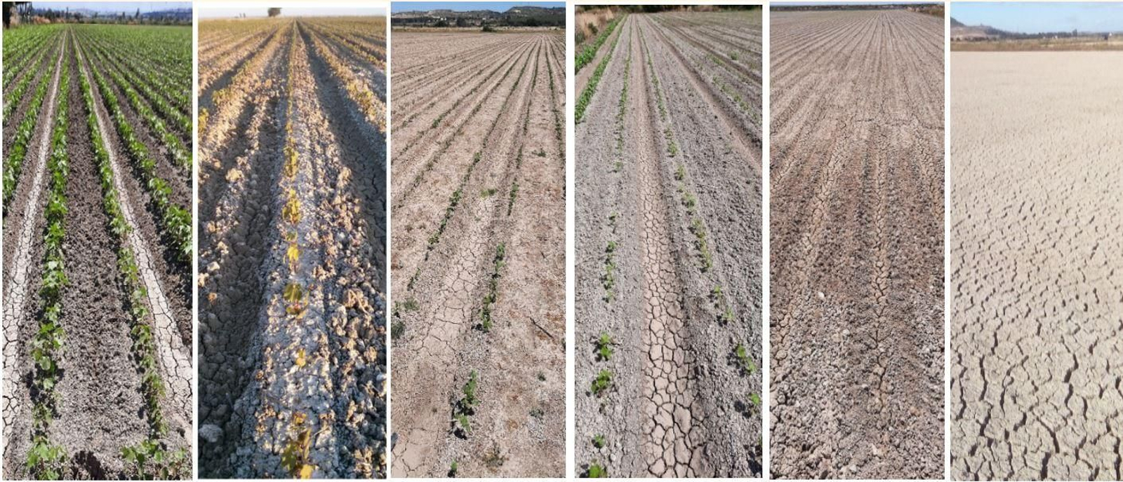 Una montaje realizado por la Comunidad de Regantes del estado de los campos a medida que les afecta el agua de riego.